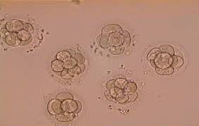 A várandósság harmadik hete