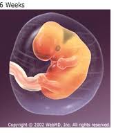 A várandósság hatodik hete