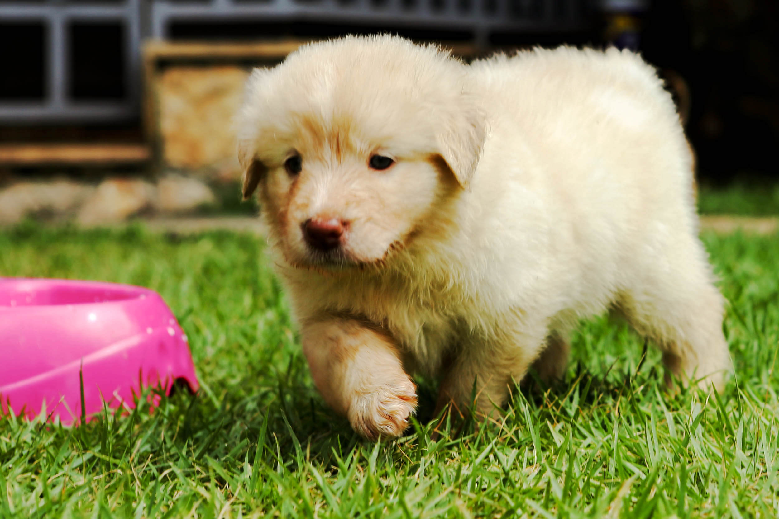 Háziállatot a gyerek mellé!
