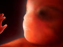 A várandósság nyolcadik hete