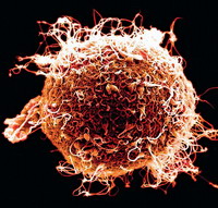 Termékenység és peteérés