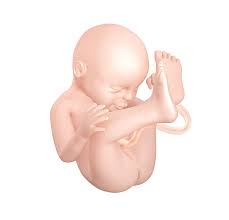 A várandósság harmincharmadik hete