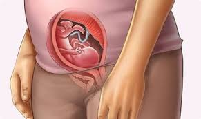 A várandósság tizenhetedik hete