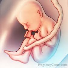 A várandósság tizenkilencedik hete