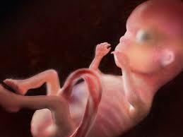 A várandósság tizennegyedik hete