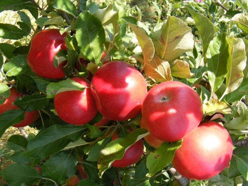 Az autizmust növényvédő szerek okozzák?!