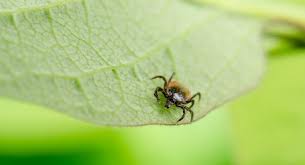 Kullancsidény – ne próbáljuk meg otthon eltávolítani!