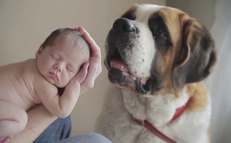 Mi legyen a házi kedvenccel, ha kisbaba érkezik a családba?