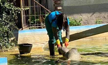 Majális Palicson: Vidámpark és az állatkert várja a látogatókat