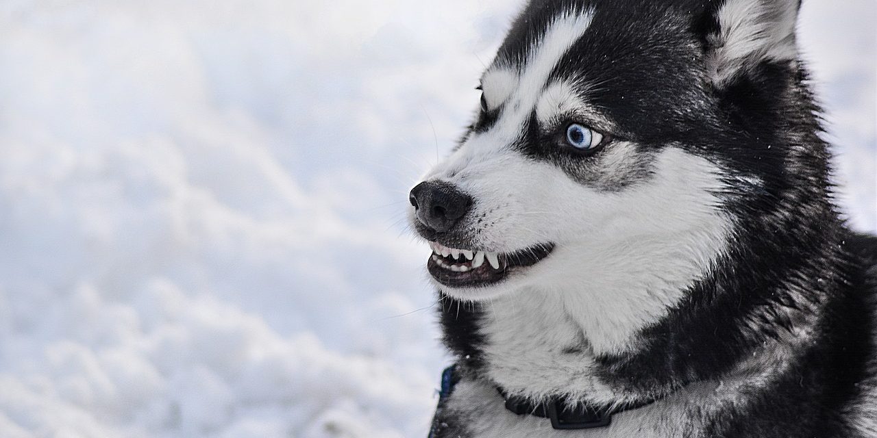 Így védjük ki a kutyatámadást